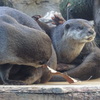 カワウソ