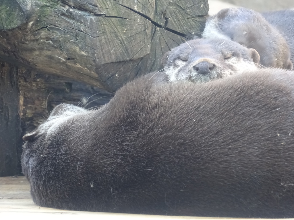 カワウソ