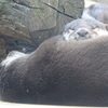 カワウソ