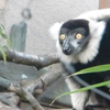 シロクロエリマキキツネザル