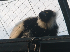 シロクロエリマキキツネザル
