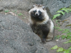 タヌキ