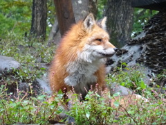 キツネ
