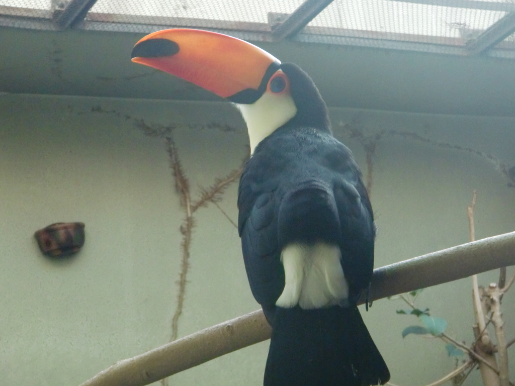 オニオオハシ