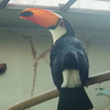 オニオオハシ