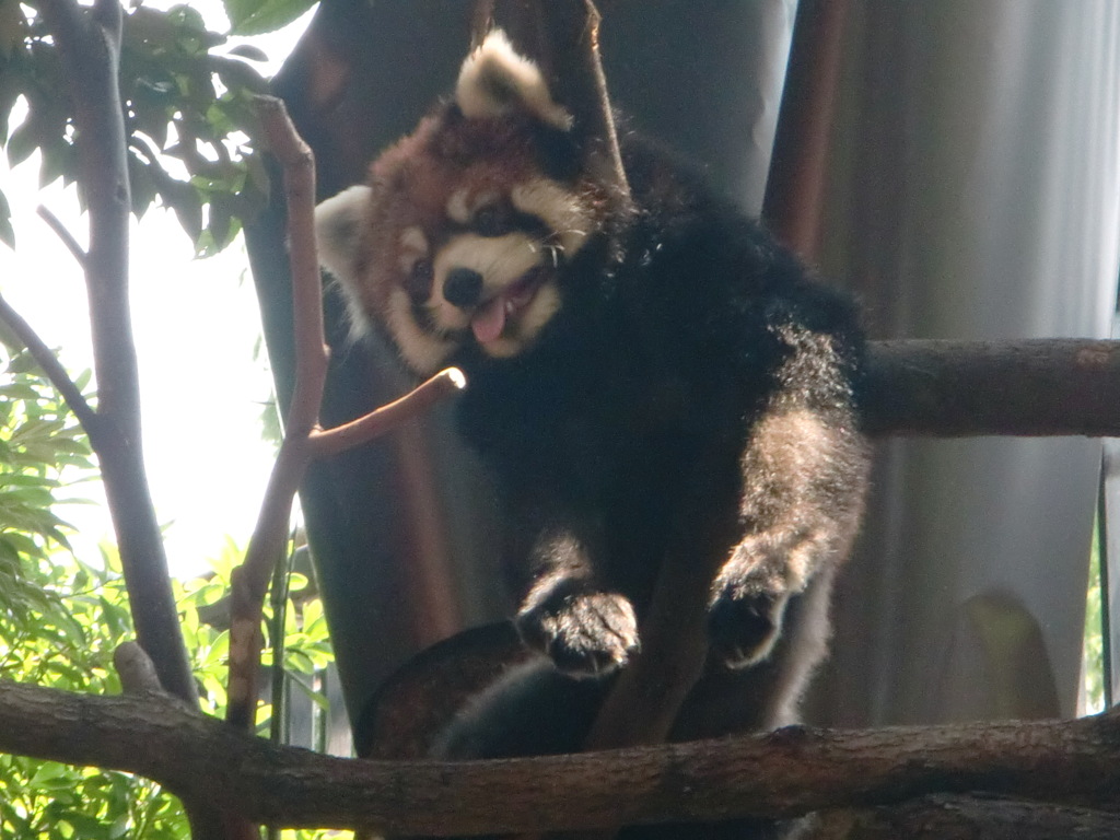 レッサーパンダ