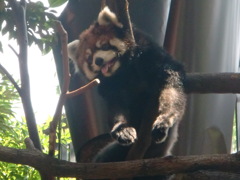 レッサーパンダ