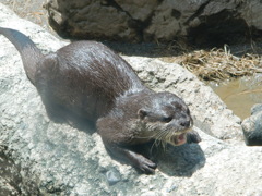 カワウソ
