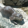 カワウソ