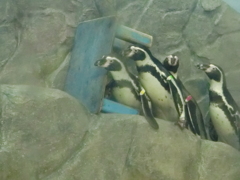 ペンギン