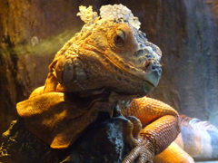 ハチュウルイ