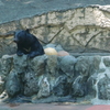 クマ