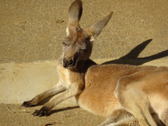 カンガルー