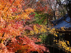 紅葉