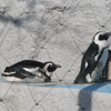 ペンギン
