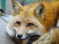 キツネ