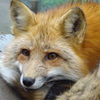 キツネ
