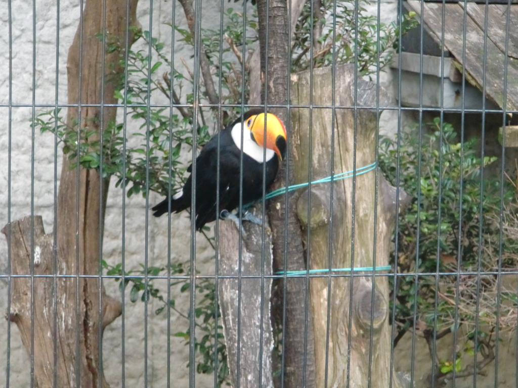 オニオオハシ