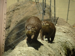 カワウソ