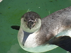 ペンギン