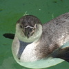 ペンギン