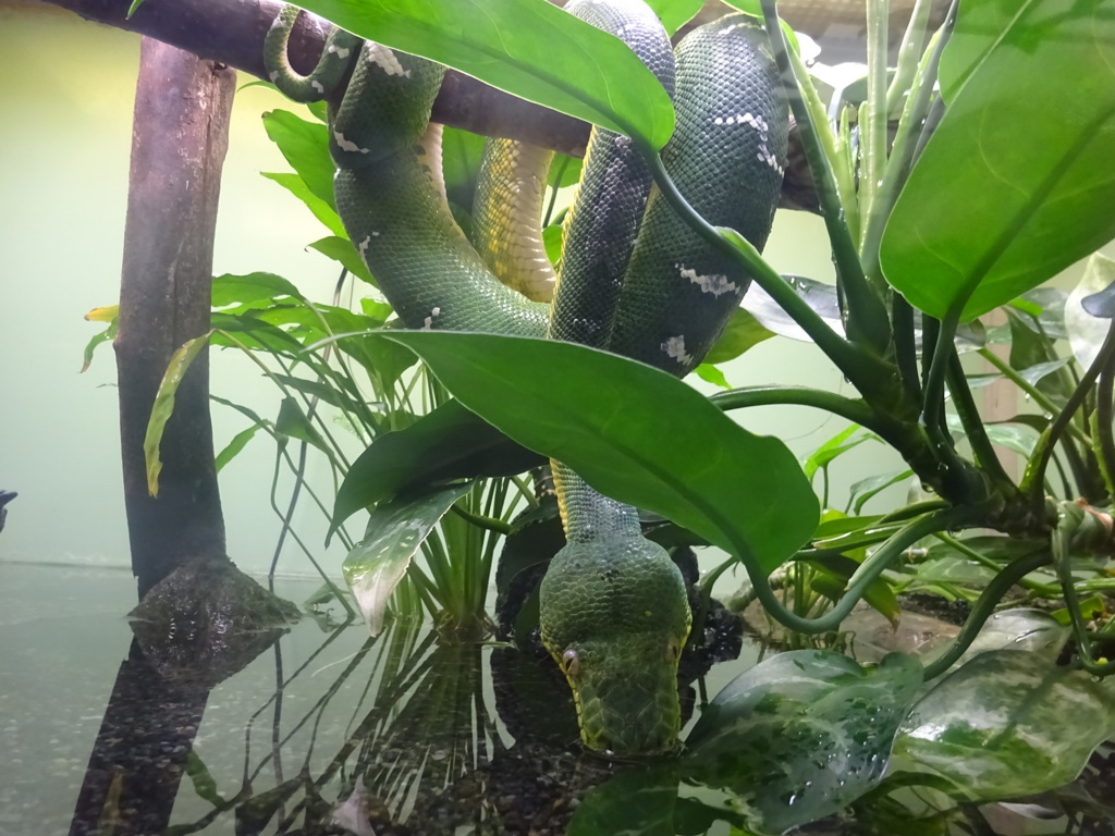 ヘビ