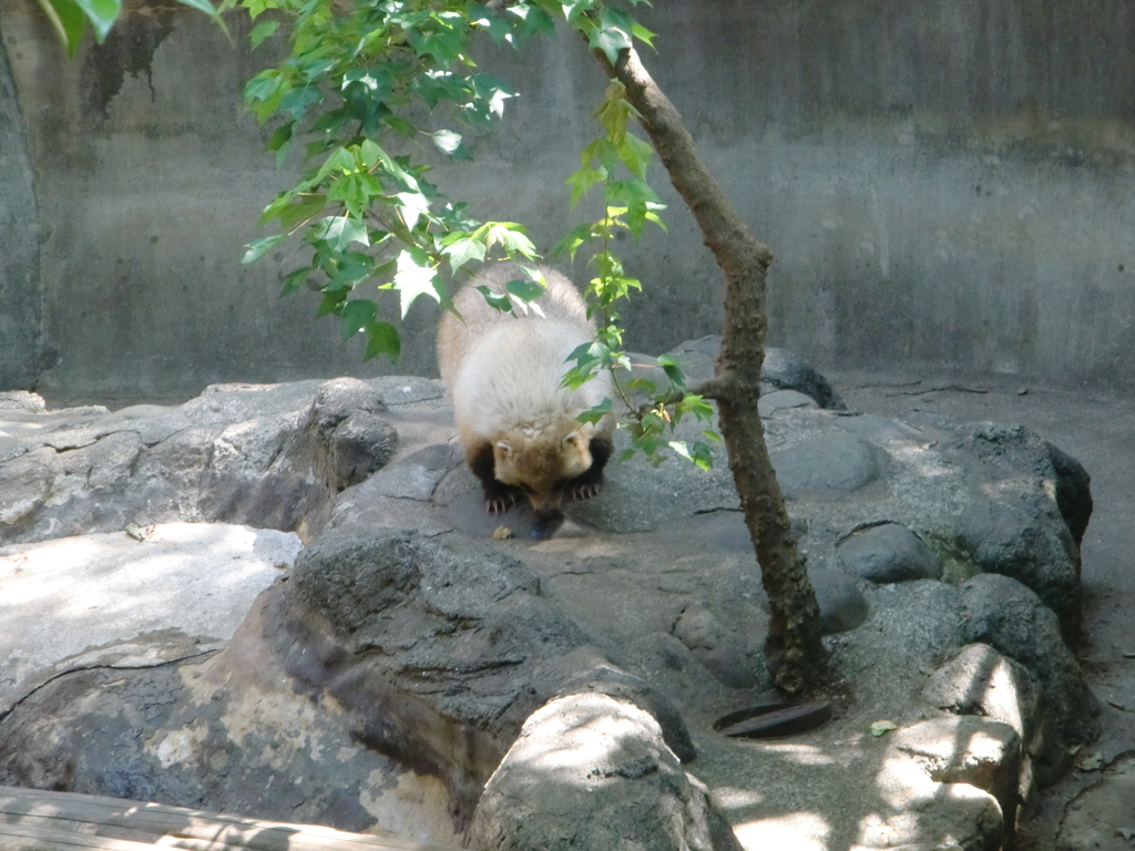 アナグマ