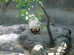 アナグマ
