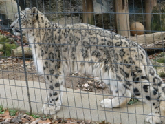 ユキヒョウ