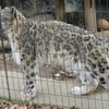 ユキヒョウ