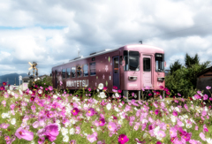 秋桜軌道 輝いて