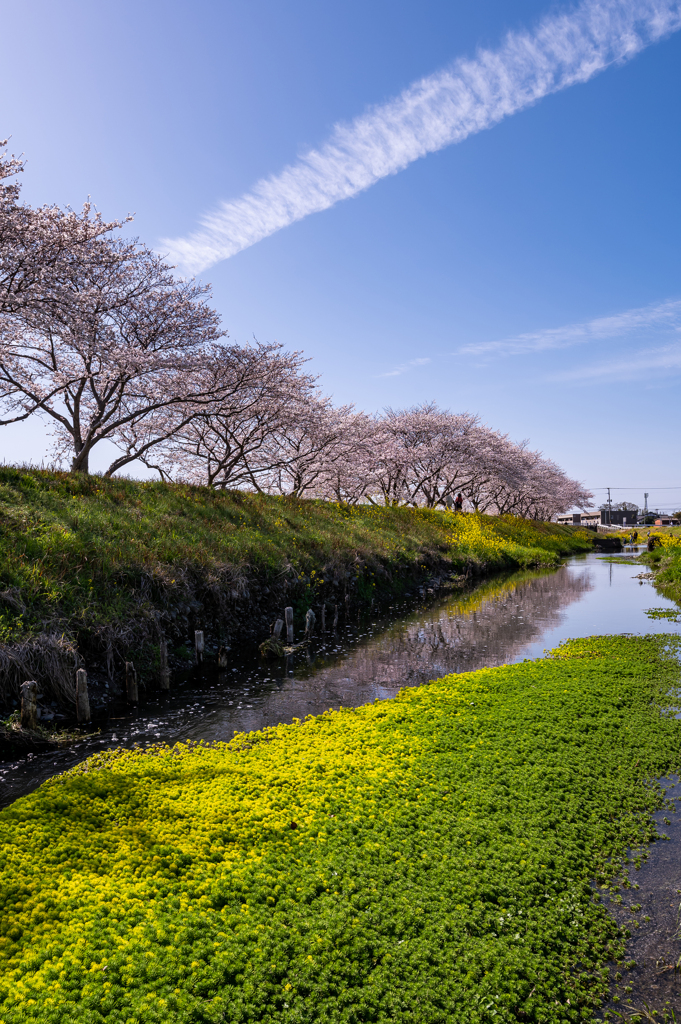 水清く Sakura-Awaku