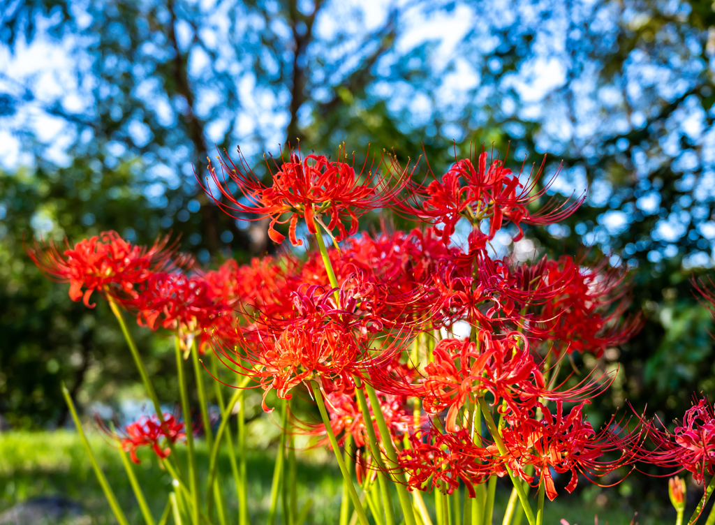 曼珠沙華に秋のはじまり＿１