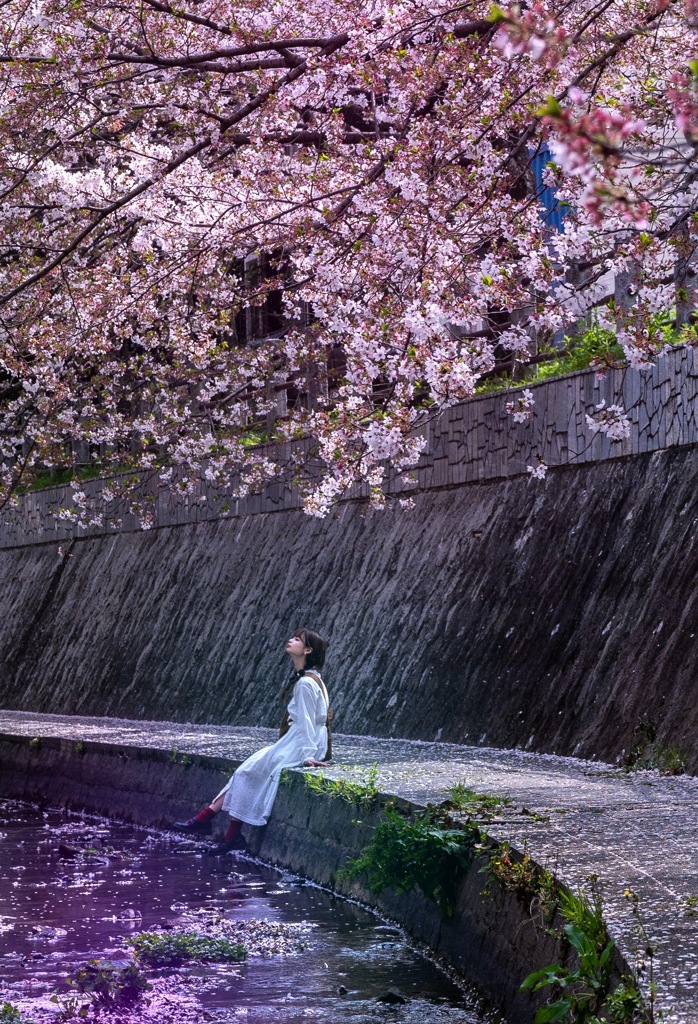 こぼれ桜を愛しみ
