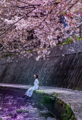 こぼれ桜を愛しみ