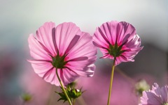 斜に構えた乙女心