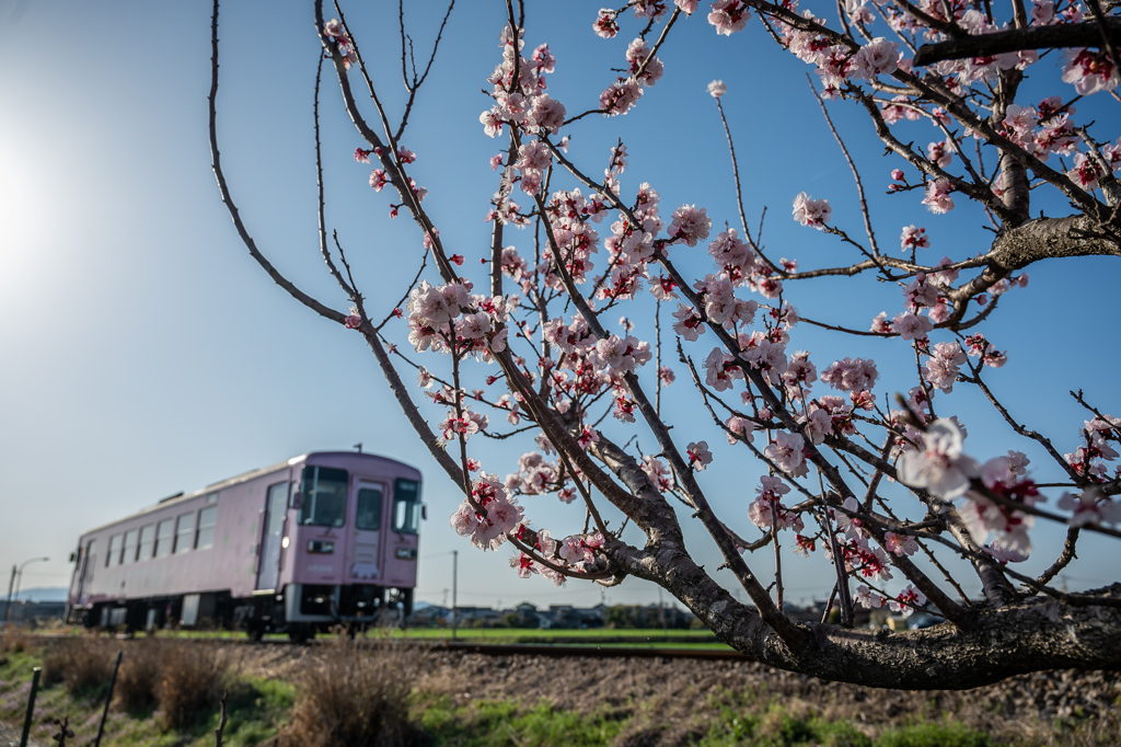 春香列車