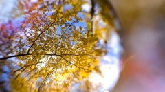 金糸雀色 の世界