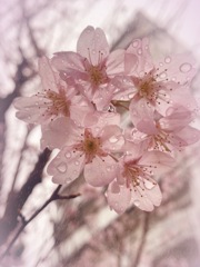 春雨に桜 Kaoru