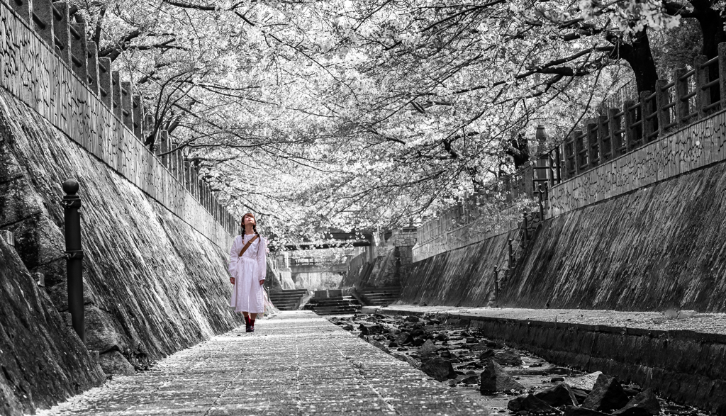 桜色に染めて
