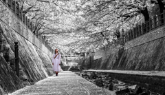 桜色に染めて