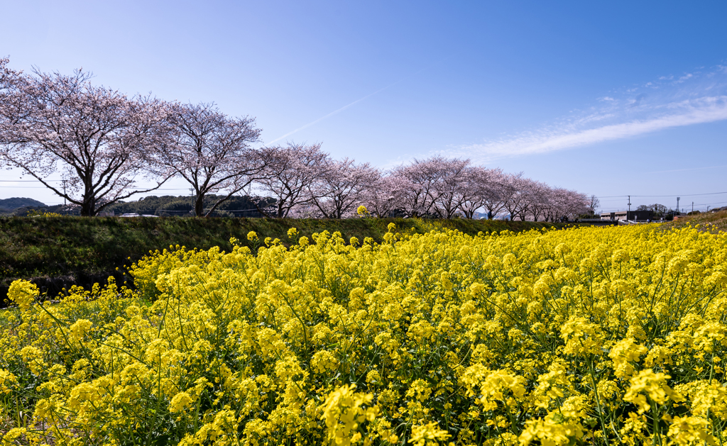 花菜と桜恋−２