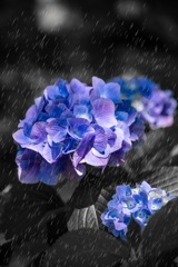 雨降り紫 華