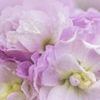 紫羅襴花