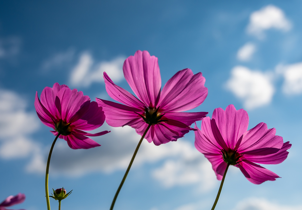 秋空に純潔を誓って