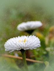 春雨に 白い簪