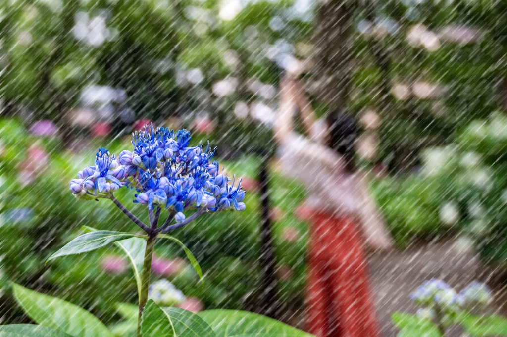 雨なのに Naze