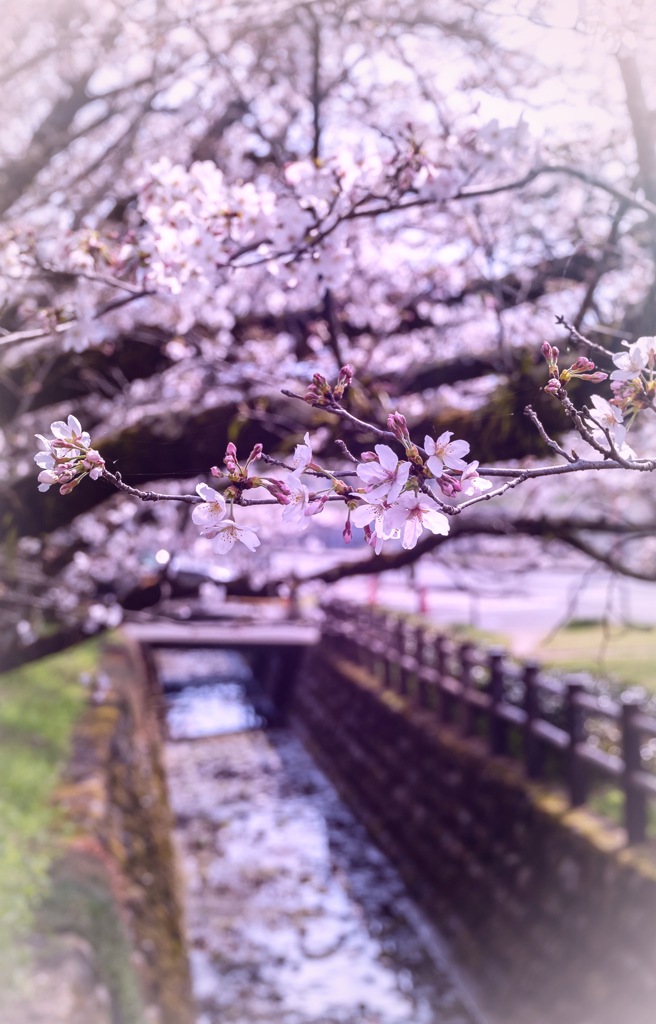 桜流し と洒落込んで