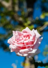 ロサ・キネンシスに願いを