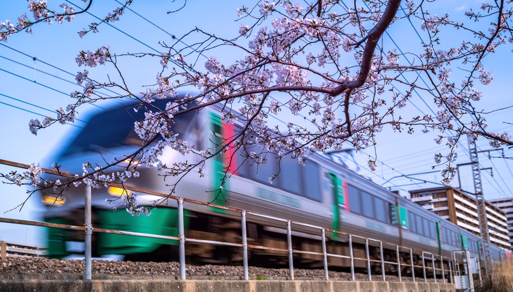 桜前線 通過